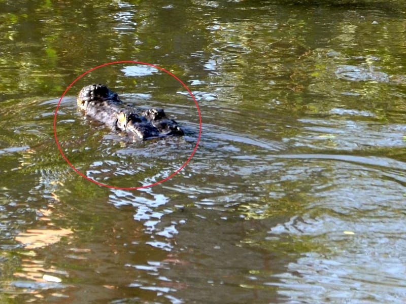 Crocodile found near DGP office in Lucknow.