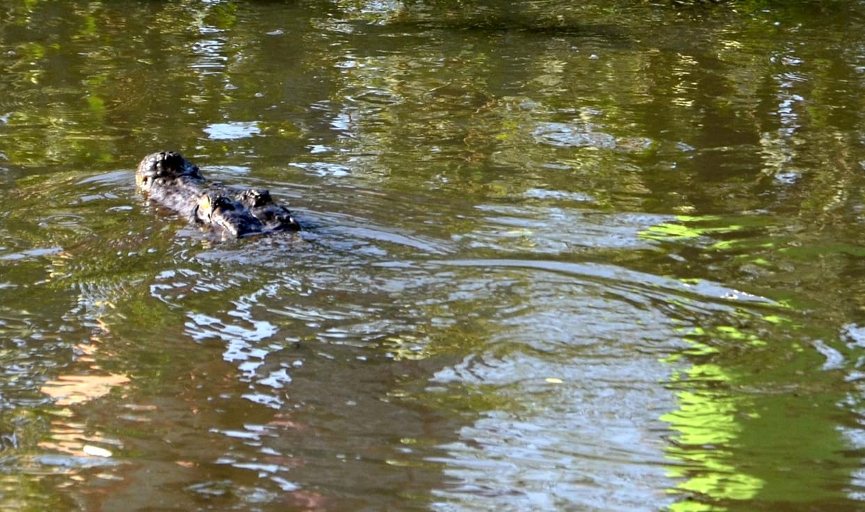 Crocodile pulled youth in river during hand wash