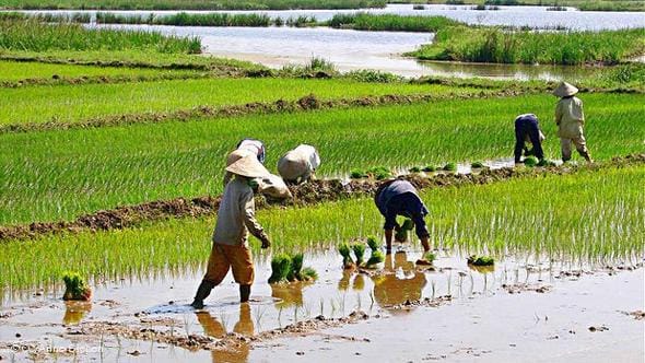 The government will formulate agricultural policy