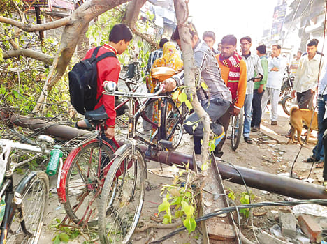 Peepal Tree falling in several neighborhoods Disilluminato