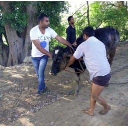 cow, river, yamunanagar, haryana