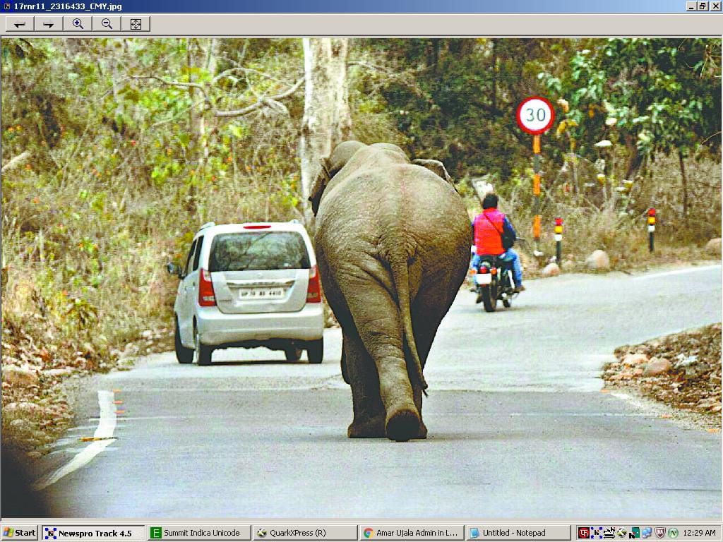 elephant crushed crop in raiwala dehradun