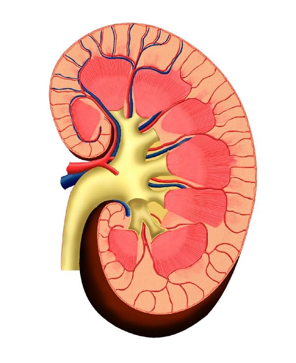 A person become a woman his wife resident of kollatta for kidney transplant