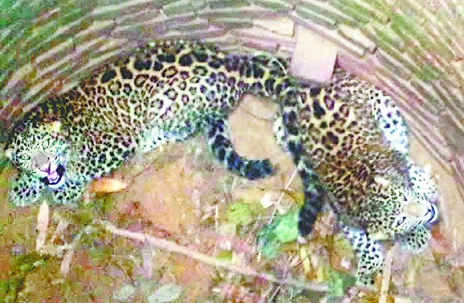 Leopard in the well dropped Added
