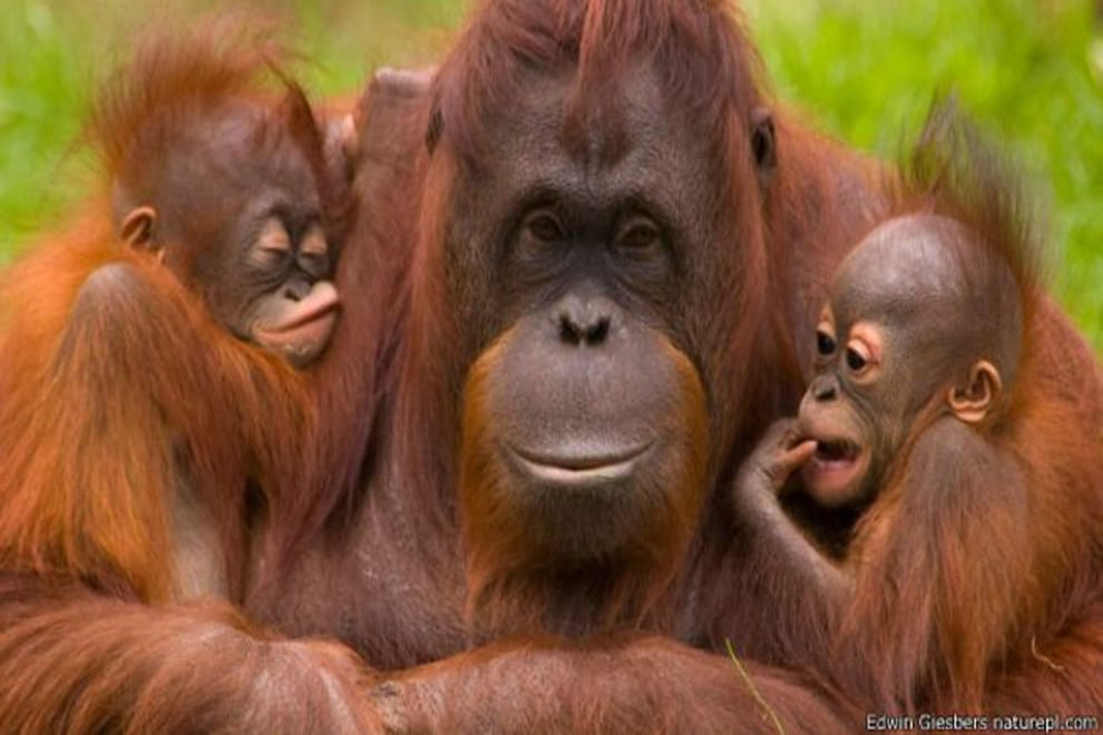 love of mothers among animals