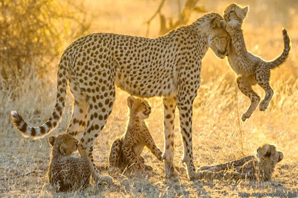love of mothers among animals