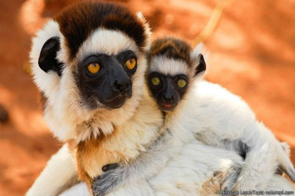 love of mothers among animals