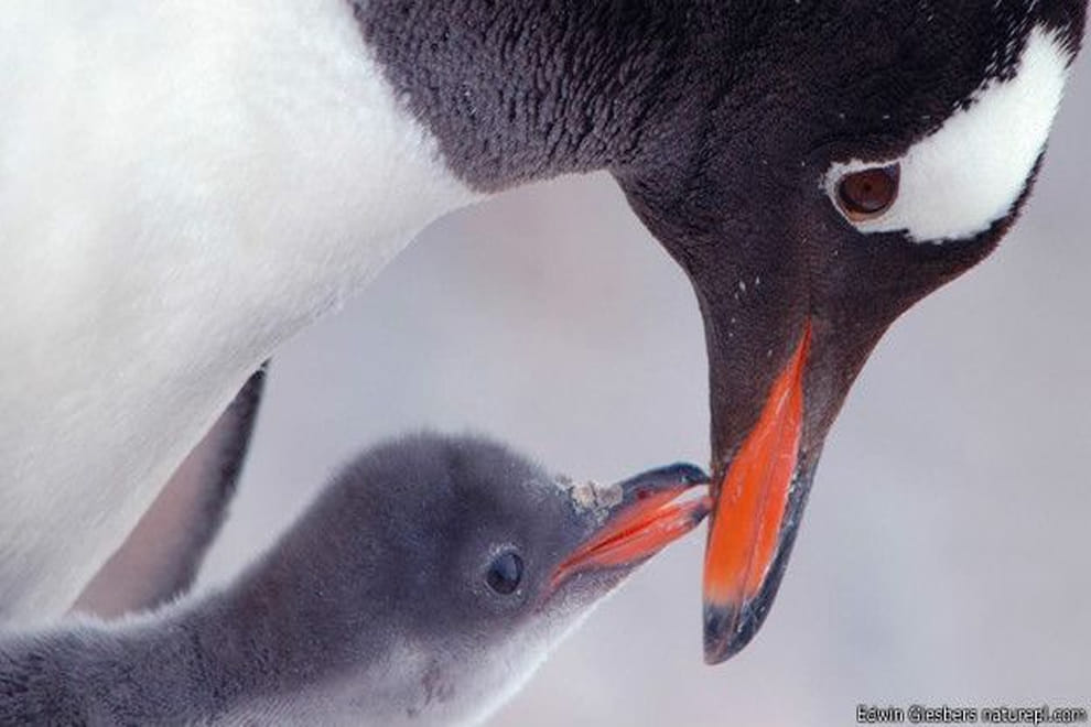 love of mothers among animals