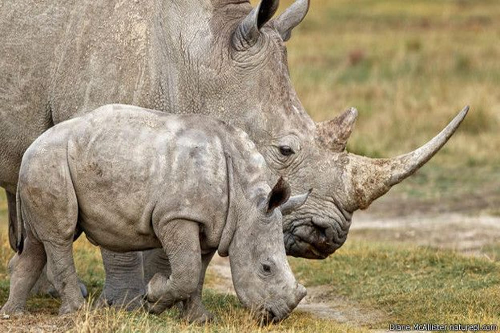 Rhinoceros came from Dudhwa in Laharpur