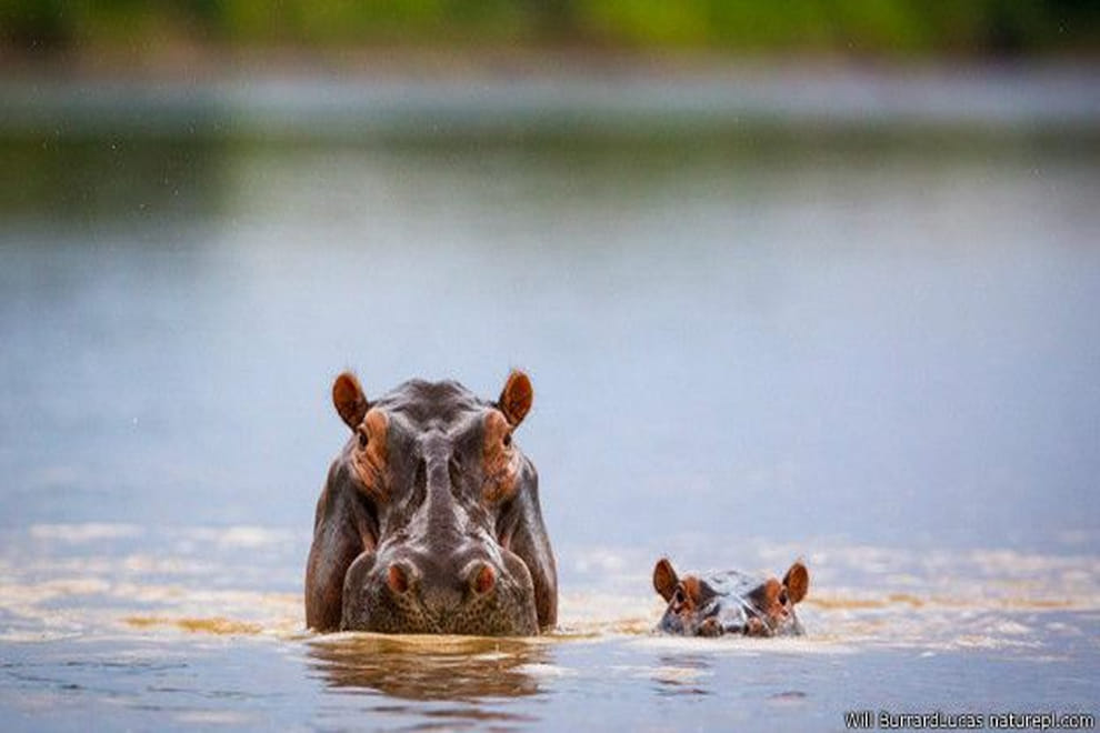 Do animals commit suicide?
