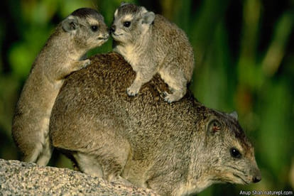 Do animals commit suicide?