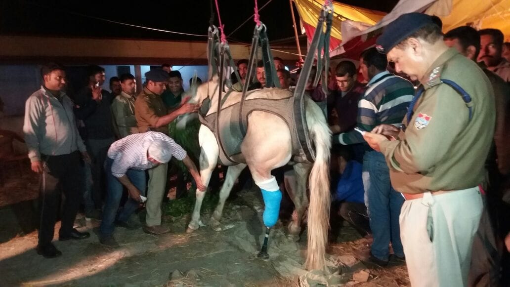 doctors cut dehradun police horse shaktimaan leg