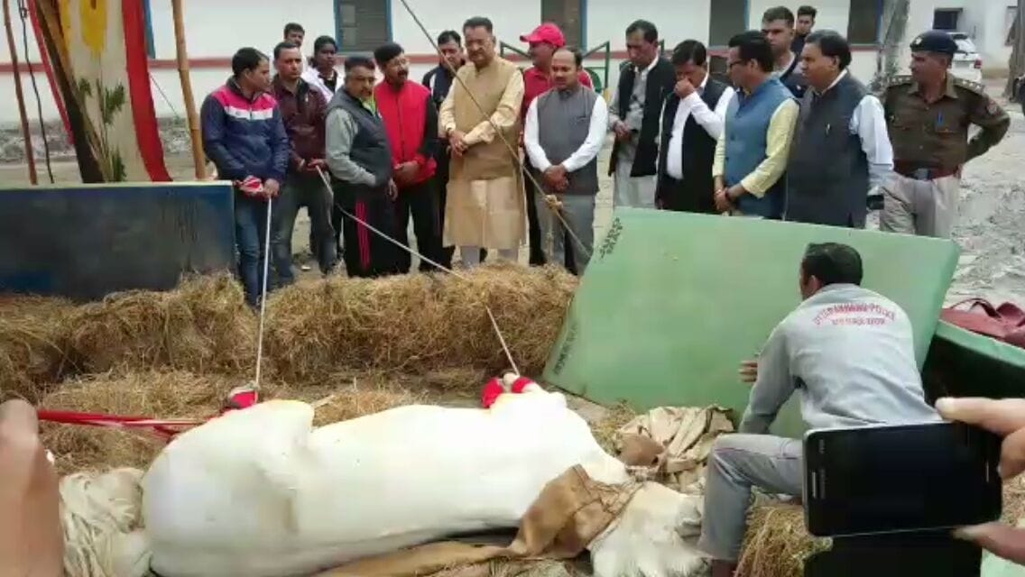 police horse shaktimaan death.