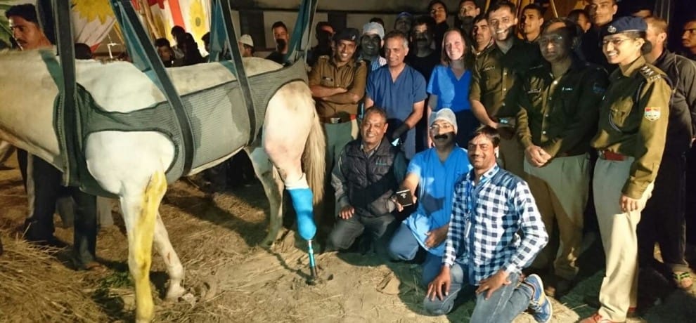 doctors cut dehradun police horse shaktimaan leg