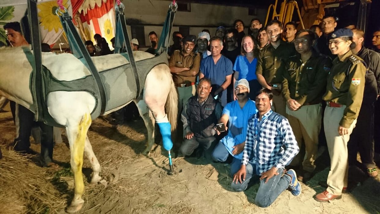 everybody like uttarakhand police horse shaktimaan