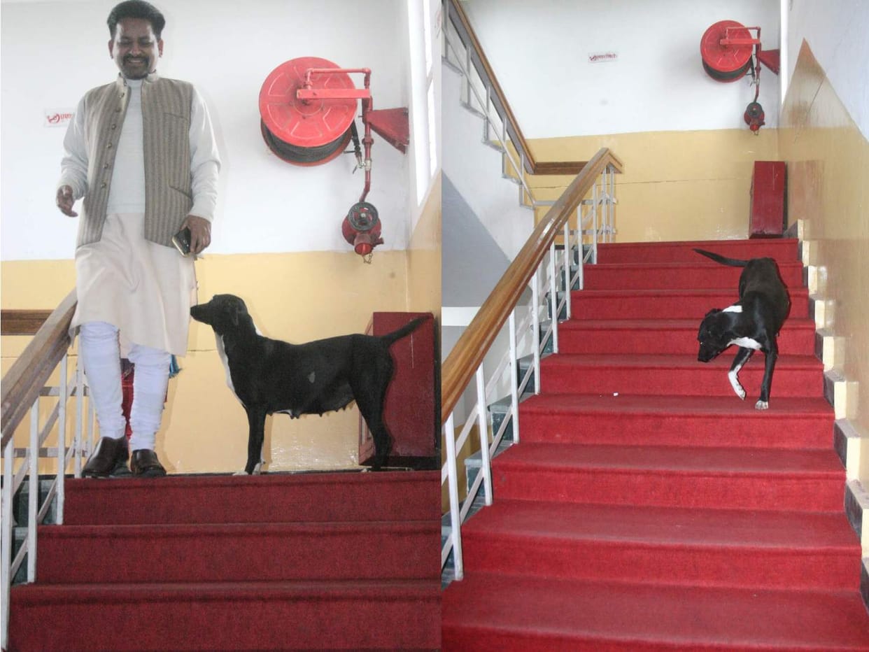 street dog enters in uttarakhand assembly