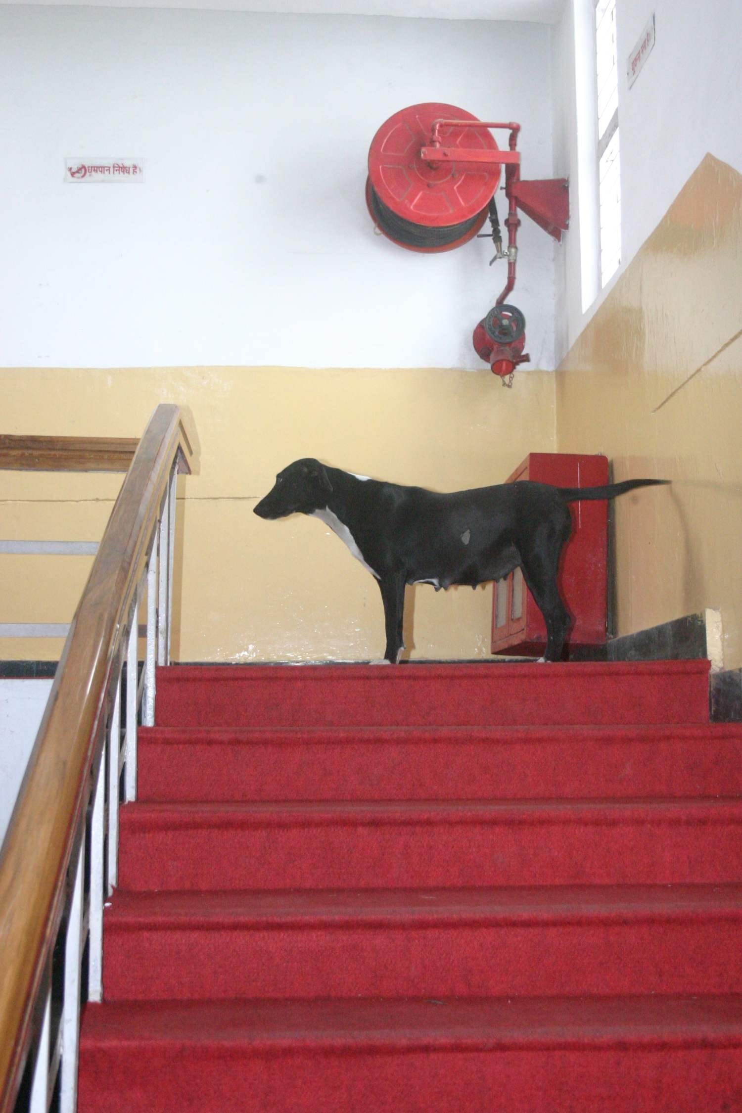 street dog enters in uttarakhand assembly
