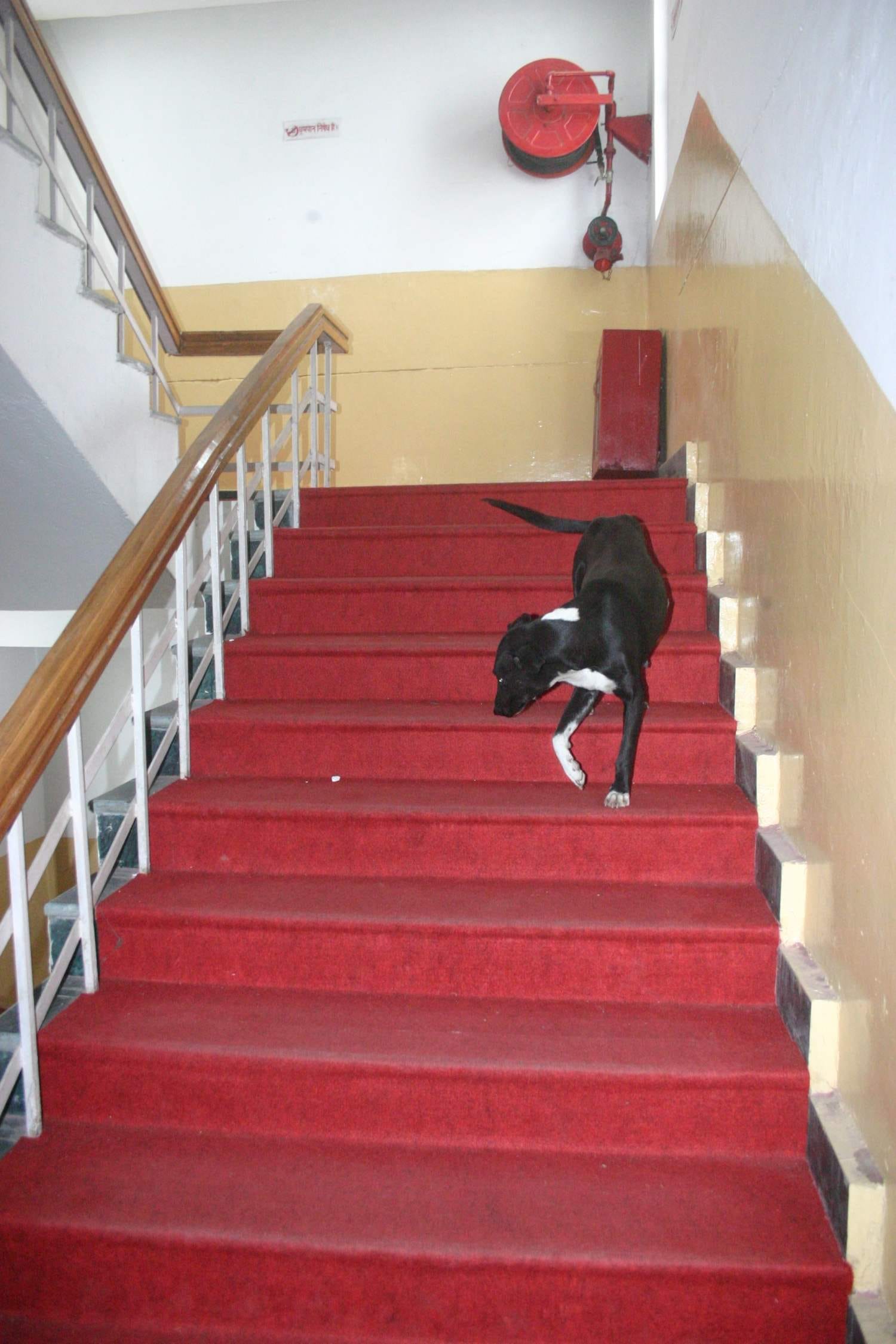street dog enters in uttarakhand assembly