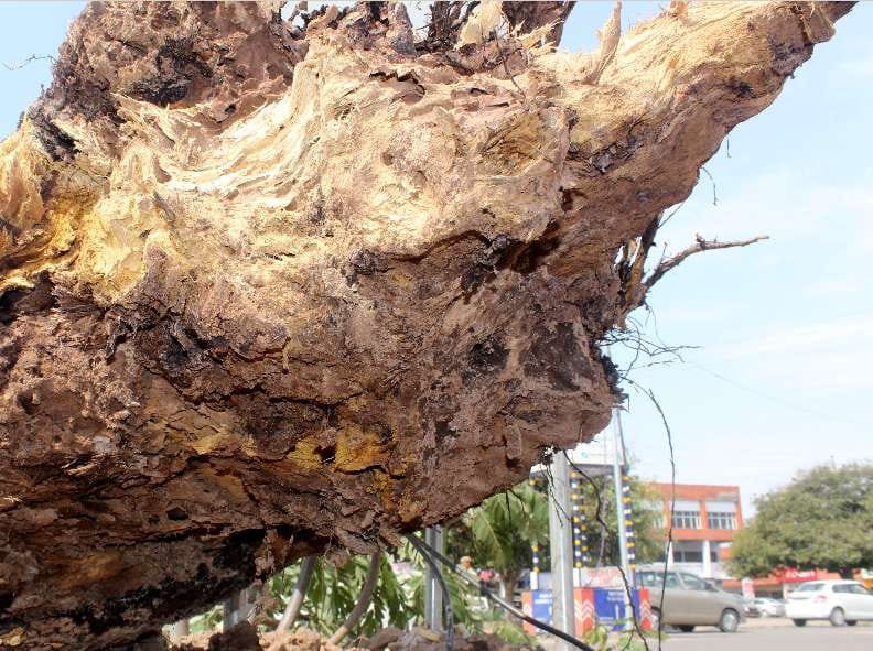 PANCHKULA, Sector 5, road, Trees toppled,  Major disaster averted