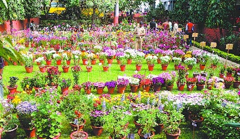 Laughing flowers, let you smile