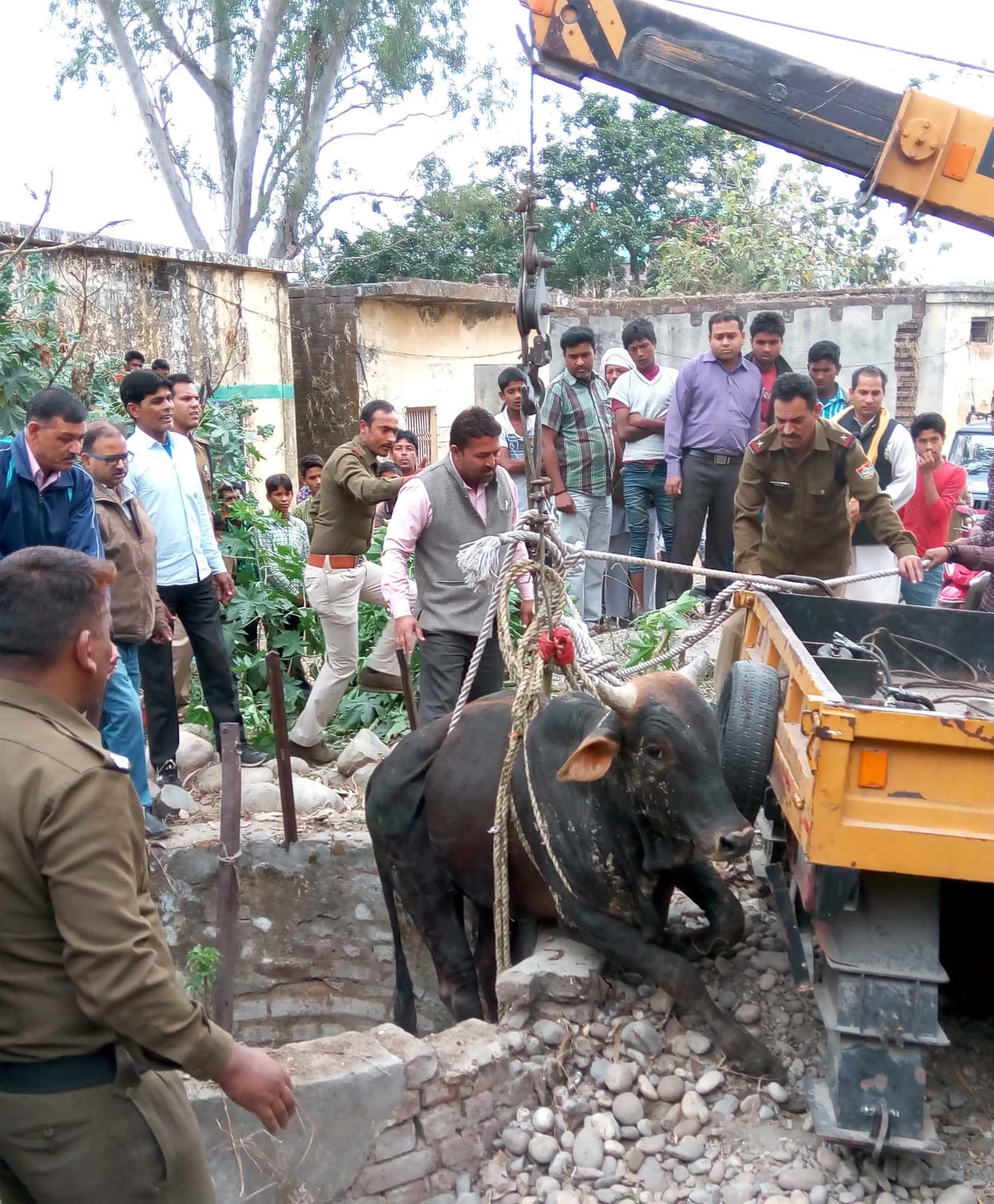 Bull fell into the well removed