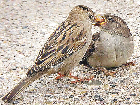 Sparrow does not remain limited to the grandmother's stories
