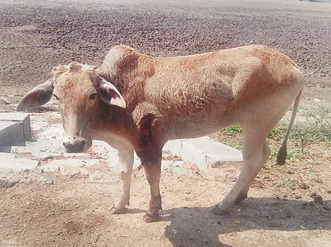 Taking the lives of animals Gerbadhi
