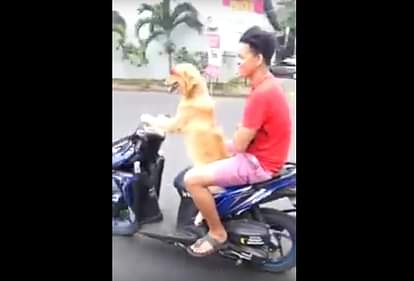 OMG! Dog Driving scooter On Road, Video Viral