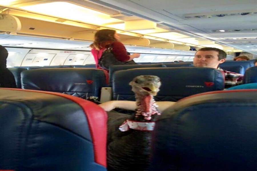 people hilarious activities inside plane