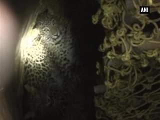 तेंदुओं की बचाई जान