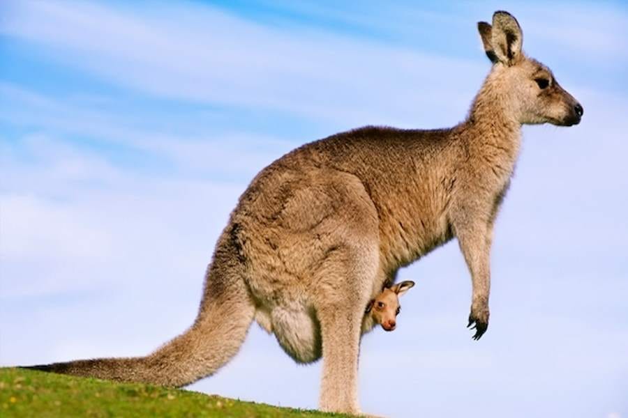 mating rituals in animals