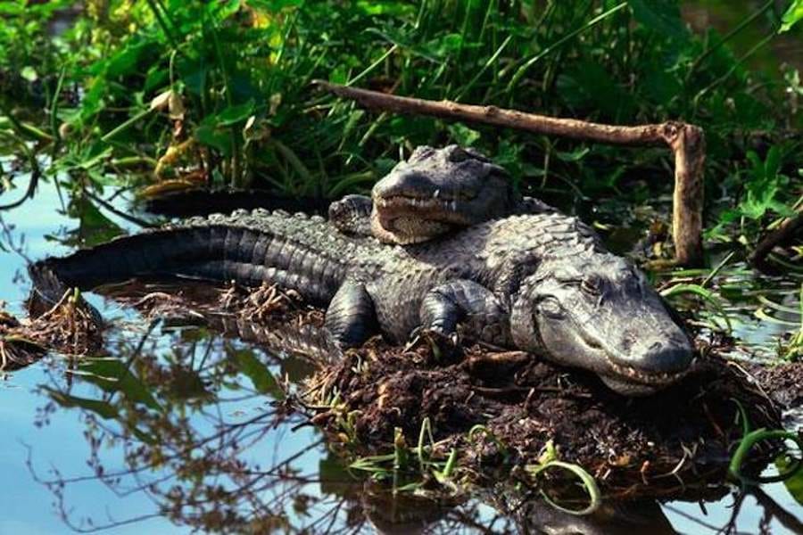 mating rituals in animals