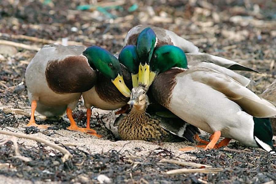 mating rituals in animals