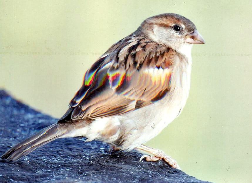 Ruthin little sparrow you have the enjoyment of the home were angry