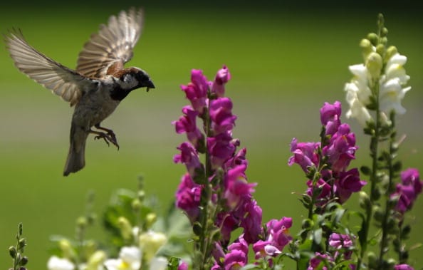 special story on World Sparrow Day