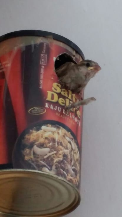special story on World Sparrow Day