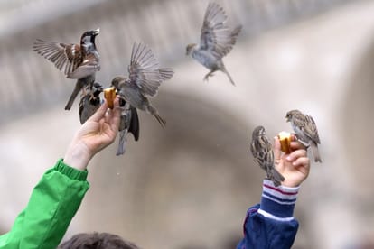 special story on World Sparrow Day
