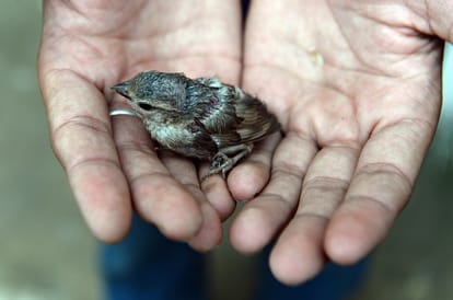 special story on World Sparrow Day