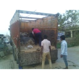 cows, trafficking, police