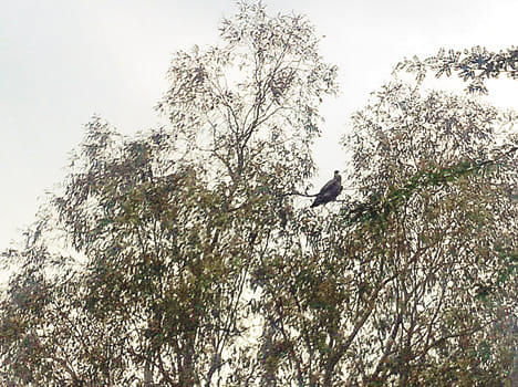 Vulture showing in Hardoi