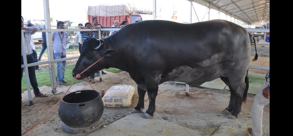 murrah buffaloe worth rupees 9 crores earns 50 lakh per annum