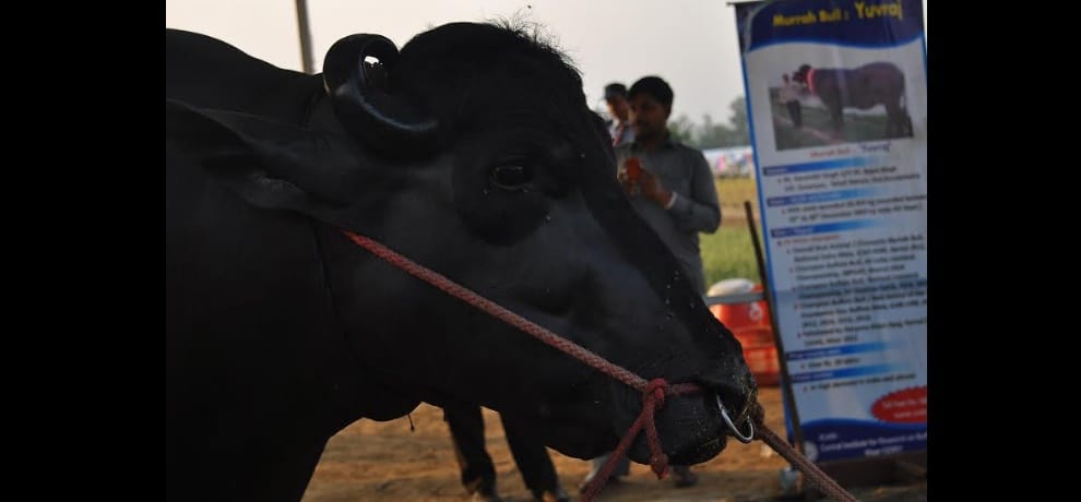 murrah buffaloe worth rupees 9 crores earns 50 lakh per annum
