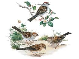 World Sparrow Day  meerut