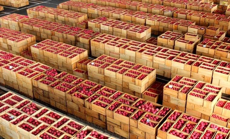 union govt lifts ban on apple imports