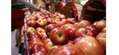 union govt lifts ban on apple imports