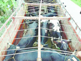 Two animal smuggler caught