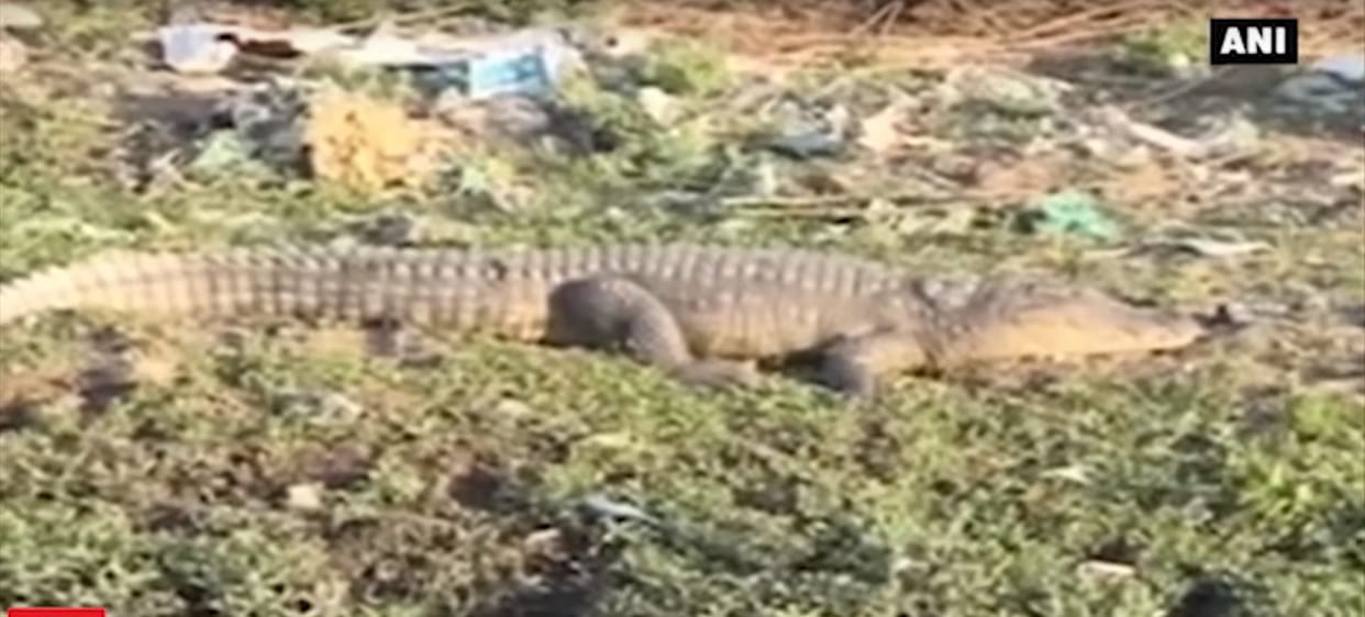 Morsel of cattle remained crocodile