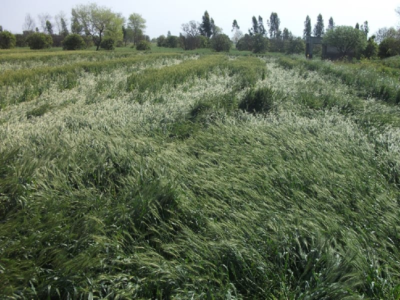 rain in Ferozepur, Crops affected, farmer, rain and hail, Ferozepur, Jalandhar, Punjab