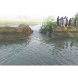 bhiwani news, acre, crop, drowned, canal, break