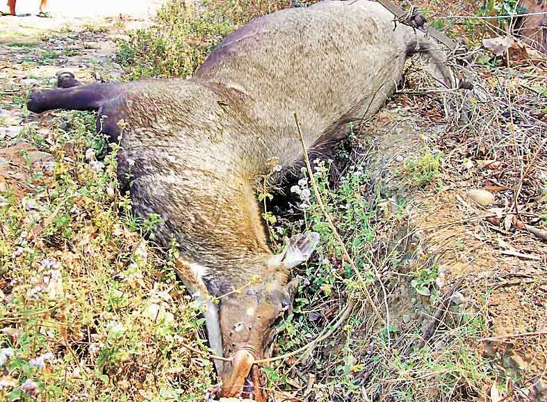 Nilgai got trapped in the body of the wire fence